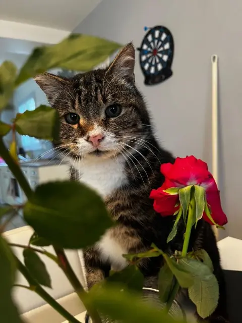 chat lost   17430 Tonnay-Charente loulou