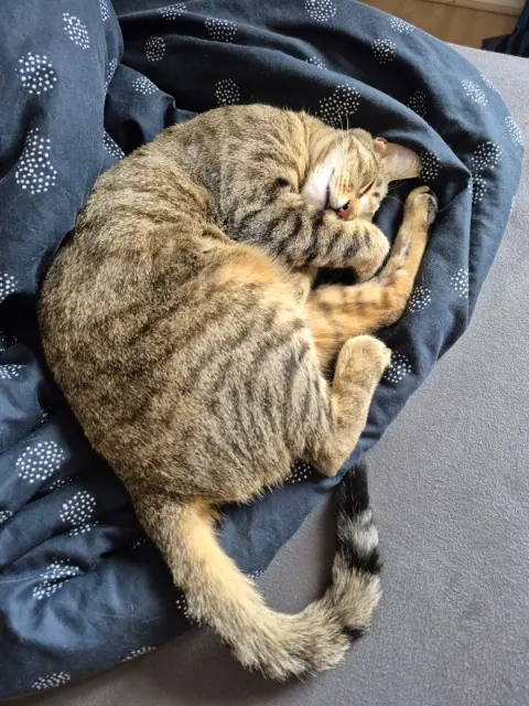 chat lost   17390 La Tremblade Lumpia