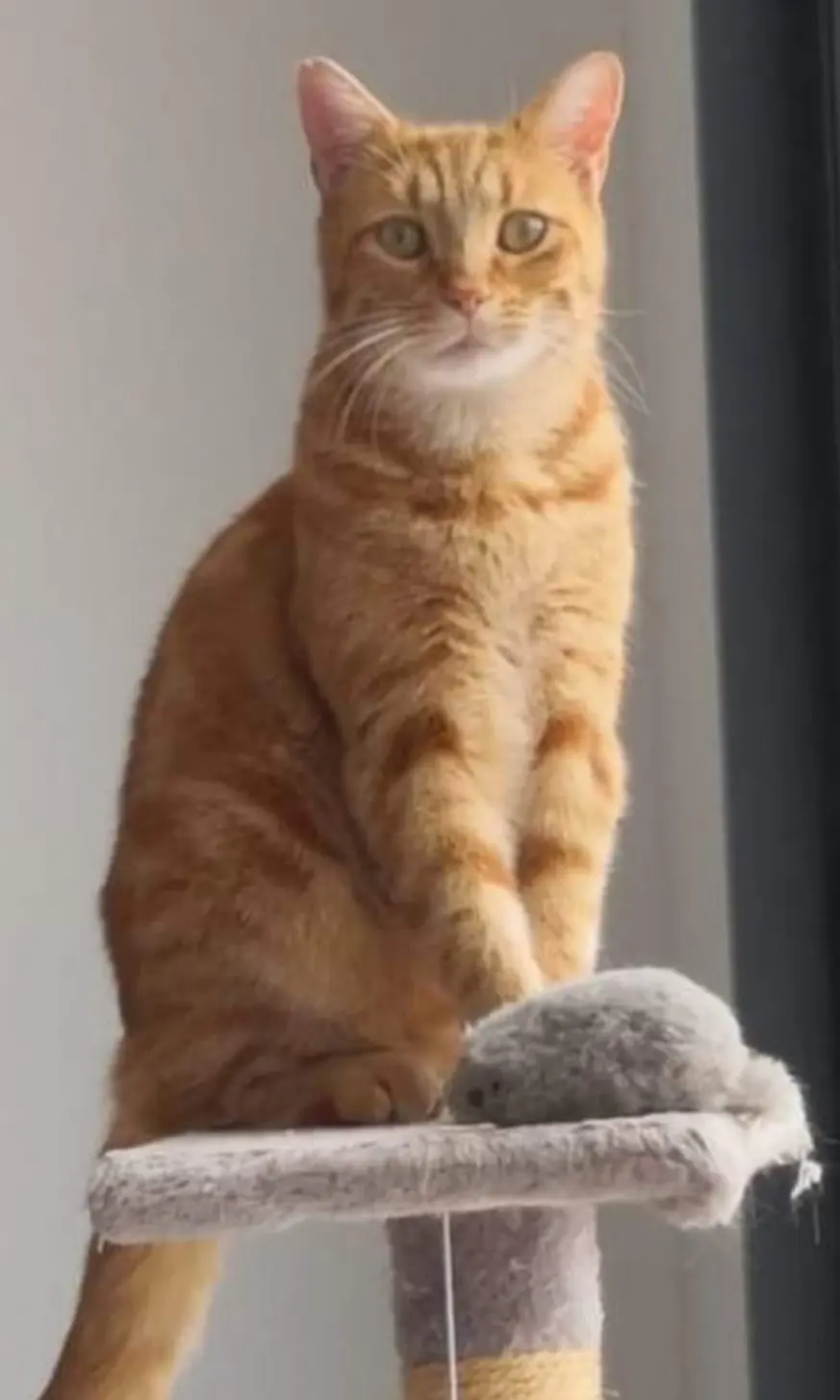 Chat Perdu 17 Charente-Maritime - Malo Chat Perdu 17 Charente-Maritime - Malo