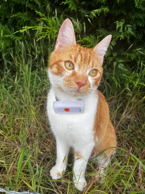 chat lost   17100 Vénérand Mango