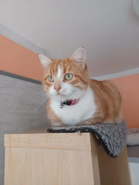 chat lost   17320 Marennes-Hiers-Brouage Toledo