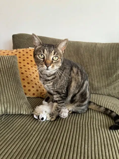 chat lost   17640 Vaux-sur-Mer Maurice