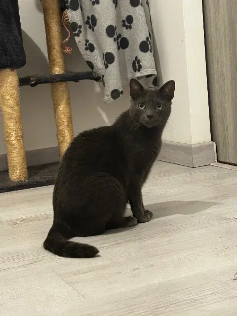 chat lost   17810 Saint-Georges-des-Coteaux Merlin