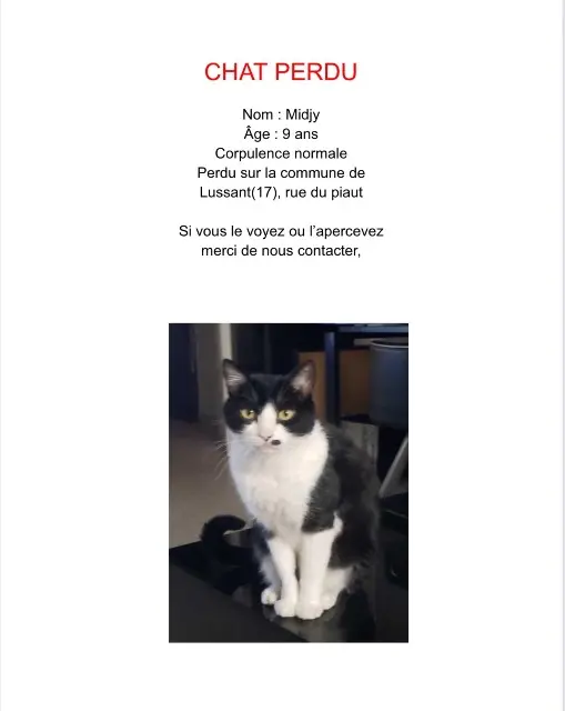 chat lost   17430 Lussant Midjy