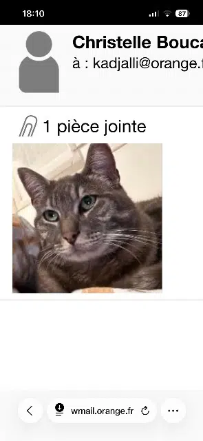 chat lost   17000 La Rochelle Mie