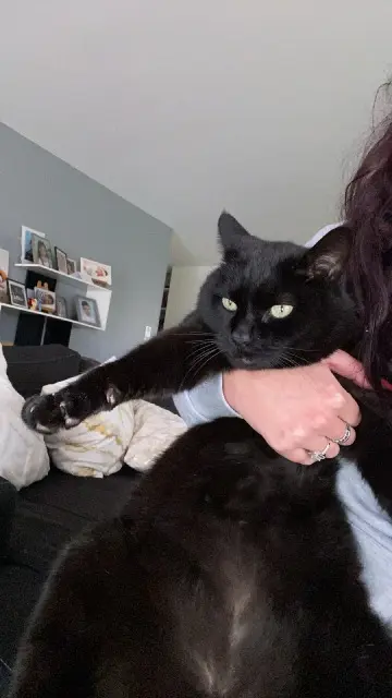 cat lost 17130 Chamouillac Mimi cat lost 17130 Chamouillac Mimi