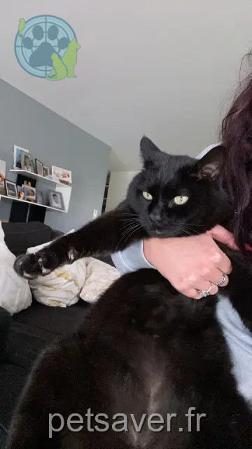 gato perdido 17130 Chamouillac Mimi gato lost 17130 Chamouillac Mimi