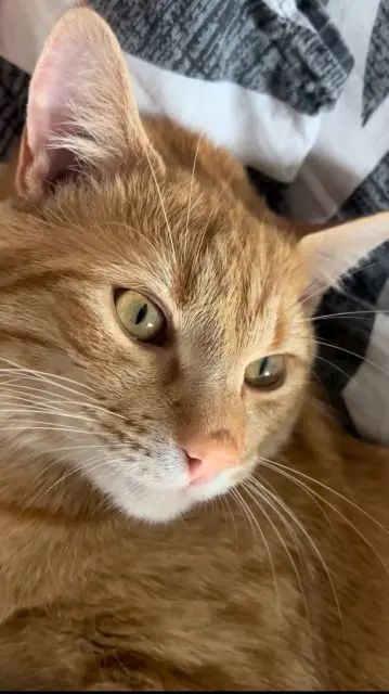chat lost   17300 Rochefort Mimi