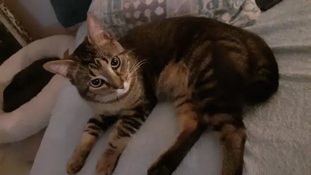 chat lost   17220 Clavette Minnet