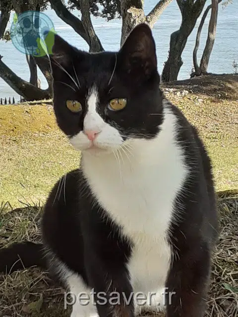 chat lost   17420 Saint-Palais-sur-Mer Minos