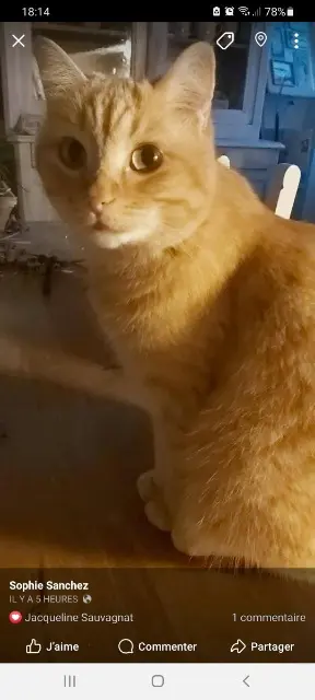 chat lost   17230 Marans Minou