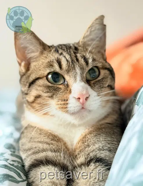 cat lost   17220 Sainte-Soulle Misti