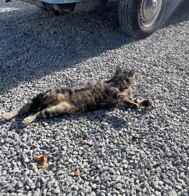 chat lost   17300 Vergeroux Mouki