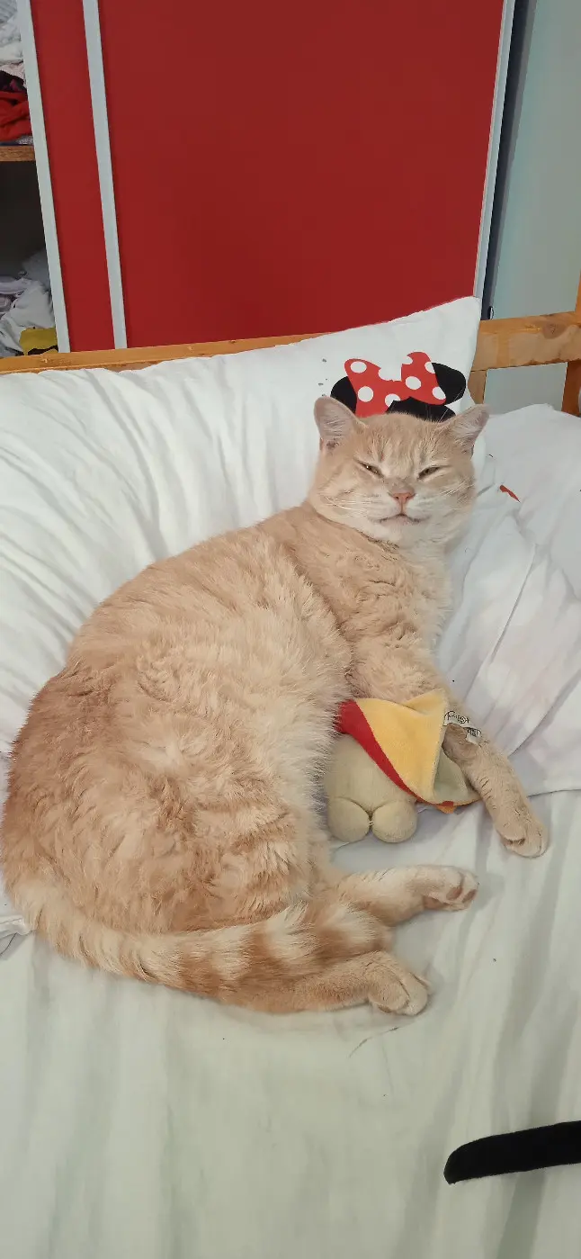 Chat Perdu 17 Charente-Maritime - Muschu Chat Perdu 17 Charente-Maritime - Muschu