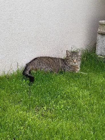 Chat Perdu 17 Charente-Maritime - Natchu Chat Perdu 17 Charente-Maritime - Natchu