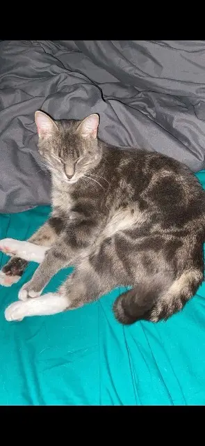 chat lost   17430 Tonnay-Charente Neko