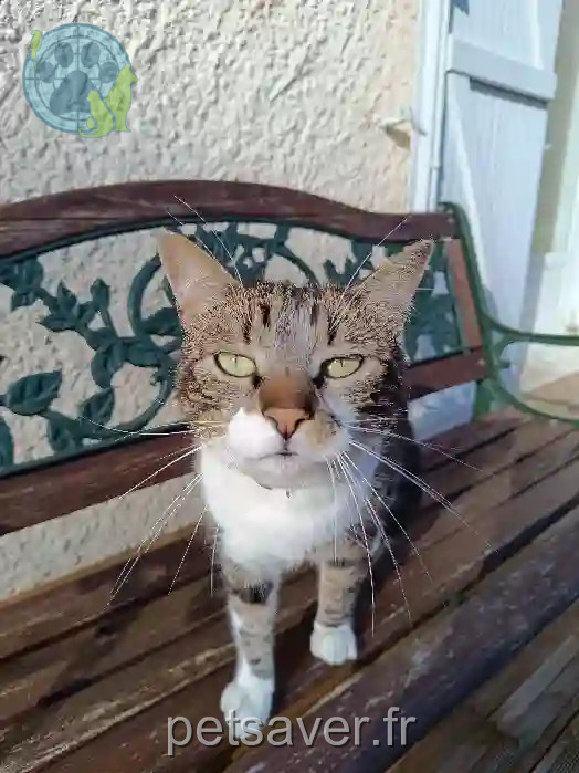 Chat Perdu 17 Charente-Maritime - Nounou-/samson Chat Perdu 17 Charente-Maritime - Nounou-/samson