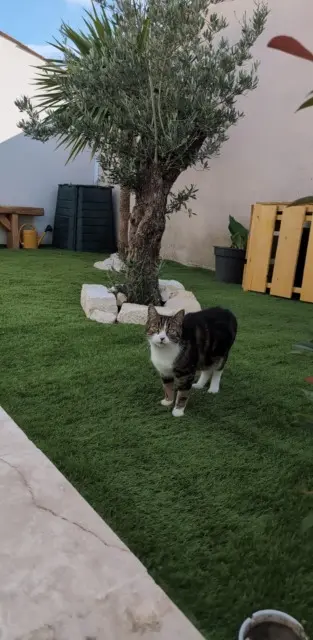 chat lost   17180 Périgny Némo