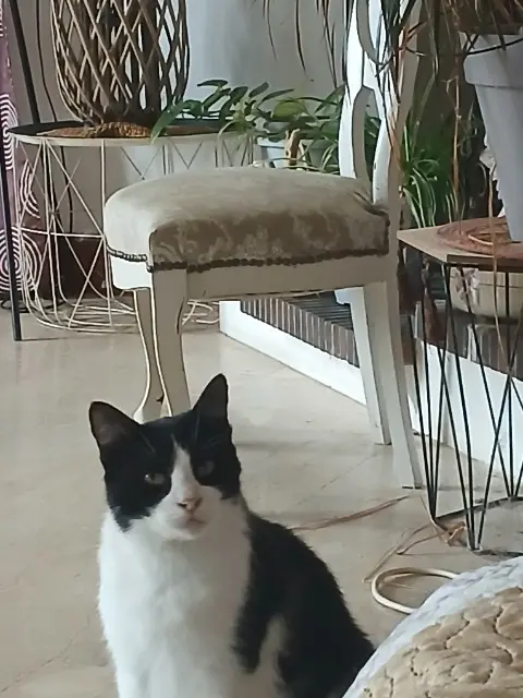 chat lost   17138 Puilboreau Oggy