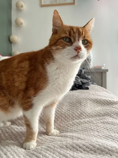 cat lost 17600 Corme-Royal Oggy cat lost 17600 Corme-Royal Oggy