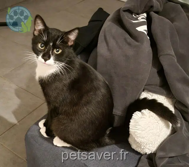 chat lost   17500 Jonzac Onyx