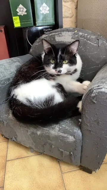 chat lost   17920 Breuillet Oreo