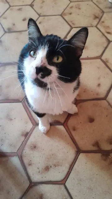 chat lost   17500 Fontaines-d'Ozillac Oreo