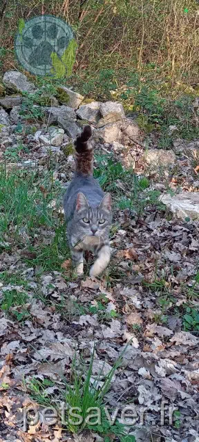 gato perdido 17330 Dœuil-sur-le-Mignon Ozzy gato lost 17330 Dœuil-sur-le-Mignon Ozzy
