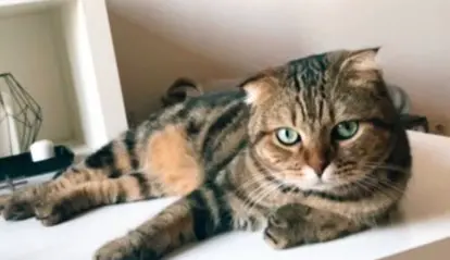 chat lost   17220 Clavette Pablo