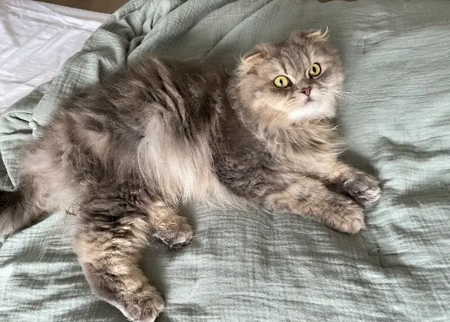 chat lost   17000 La Rochelle Pacco