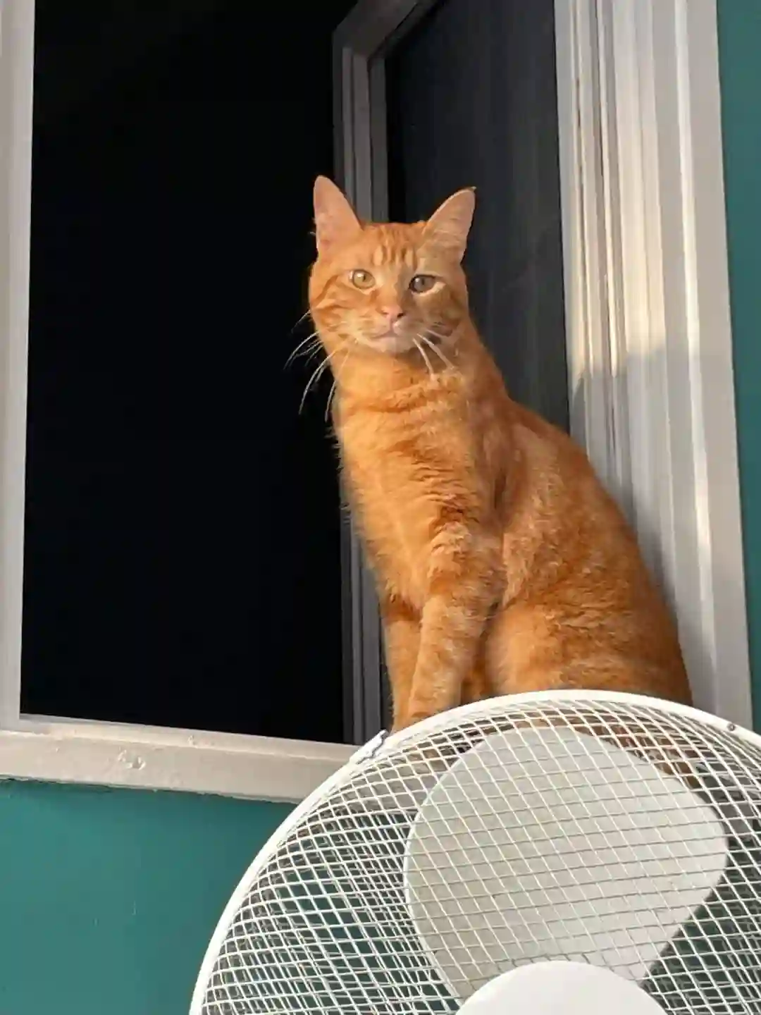 Chat Perdu 17 Charente-Maritime - Pango Chat Perdu 17 Charente-Maritime - Pango