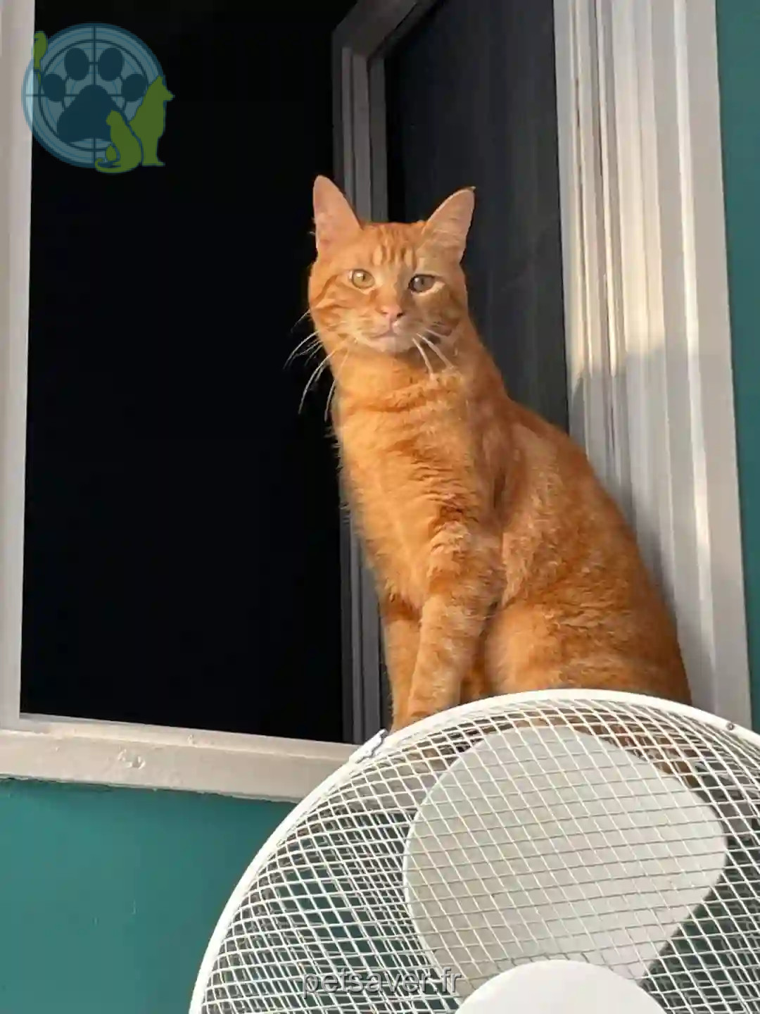 Chat Perdu 17 Charente-Maritime - Pango Chat Perdu 17 Charente-Maritime - Pango