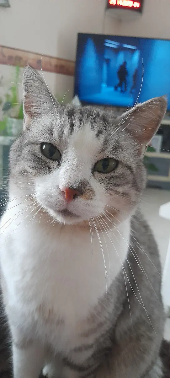Chat Perdu 17 Charente-Maritime - Papouille Chat Perdu 17 Charente-Maritime - Papouille