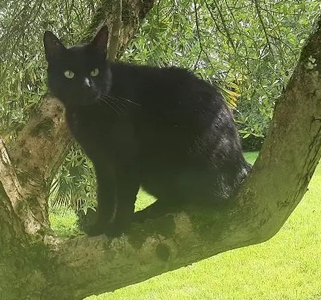 chat lost   17430 Tonnay-Charente Pappys