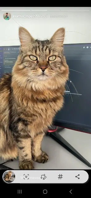 chat lost   17220 Croix-Chapeau Philou