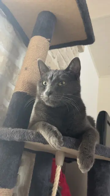 chat lost   17490 Macqueville Pikatchou