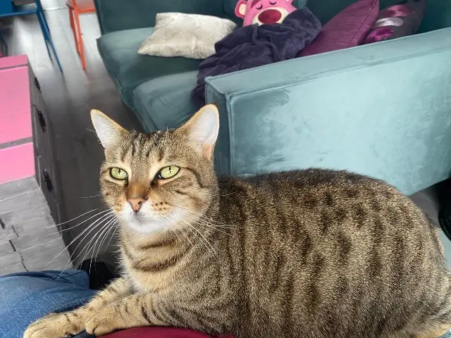 cat lost   17140 Lagord Pitot