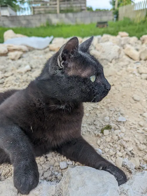 Chat Perdu 17 Charente-Maritime Poursay-Garnaud - Robinson Chat Perdu 17 Charente-Maritime Poursay-Garnaud - Robinson