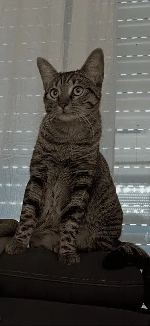 chat lost   17220 Sainte-Soulle Praline