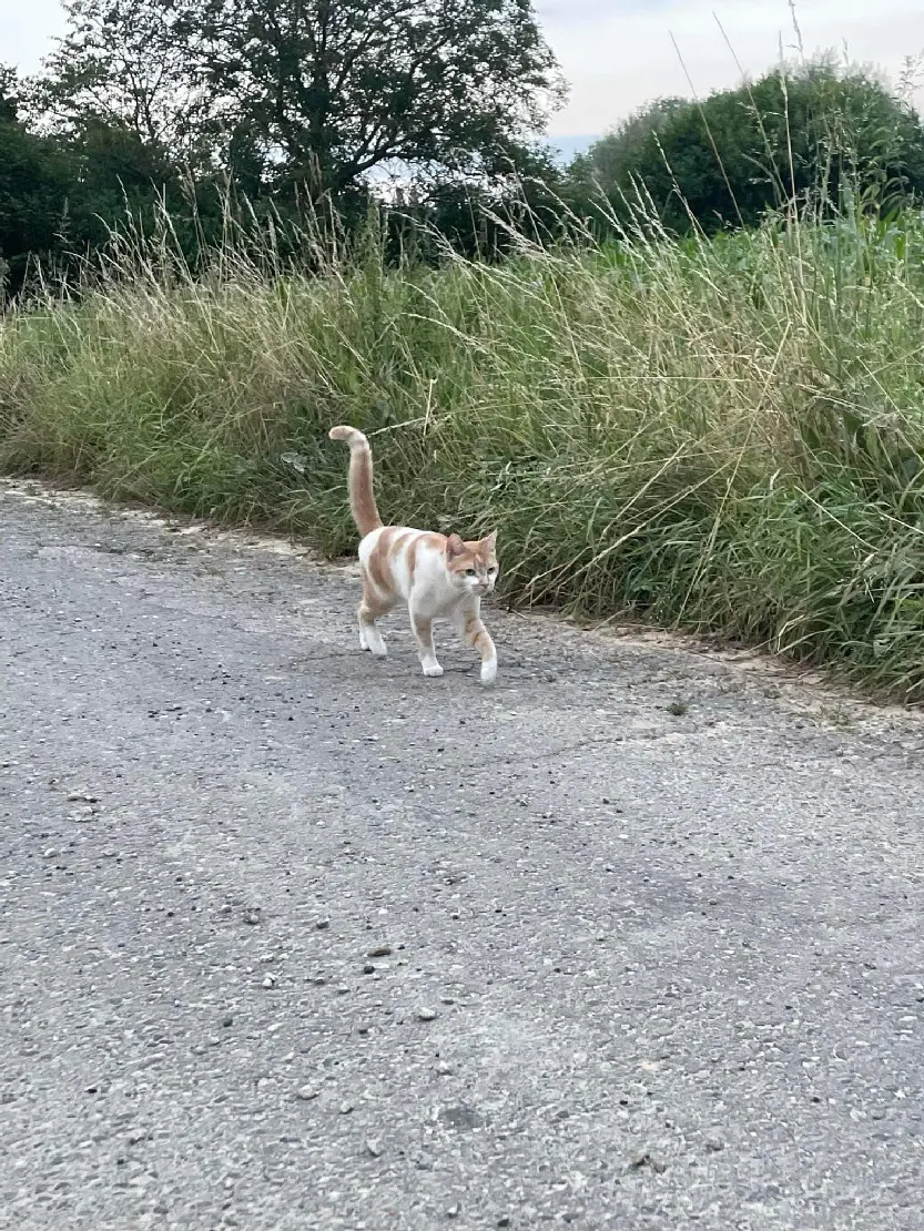 Chat Perdu 17 Charente-Maritime - Pumpkin Chat Perdu 17 Charente-Maritime - Pumpkin