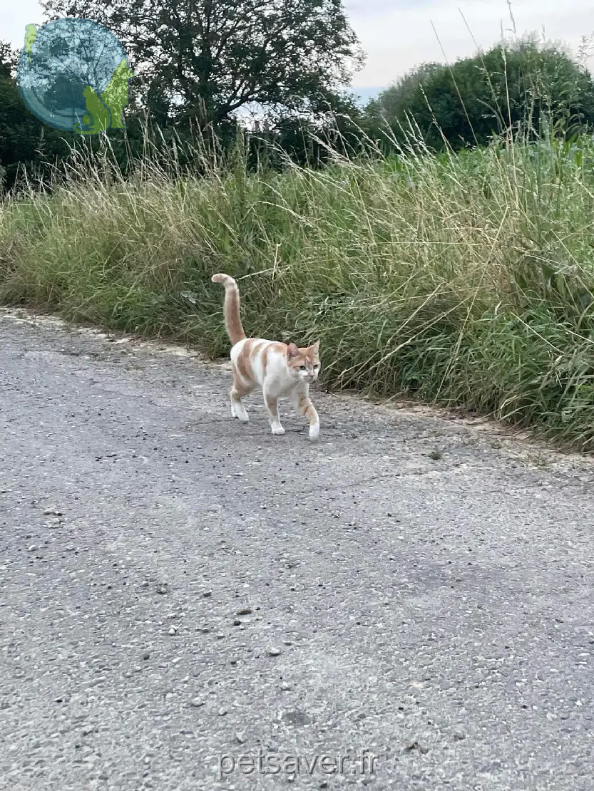 Chat Perdu 17 Charente-Maritime - Pumpkin Chat Perdu 17 Charente-Maritime - Pumpkin