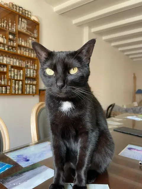 chat lost   17740 Sainte-Marie-de-Ré PUNCH
