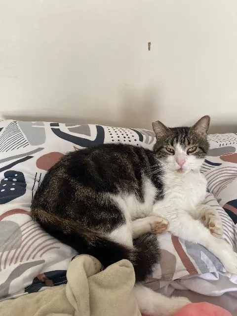 chat lost   17200 Royan Rio