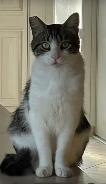 chat lost   17200 Royan Rio