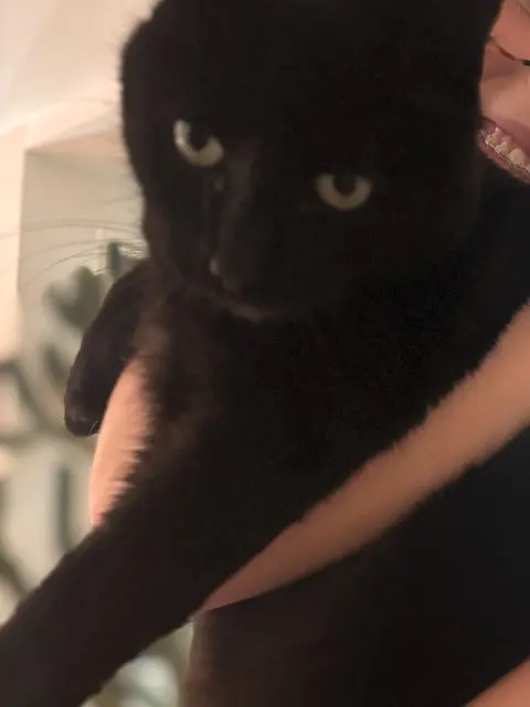 chat lost   17000 La Rochelle Robby