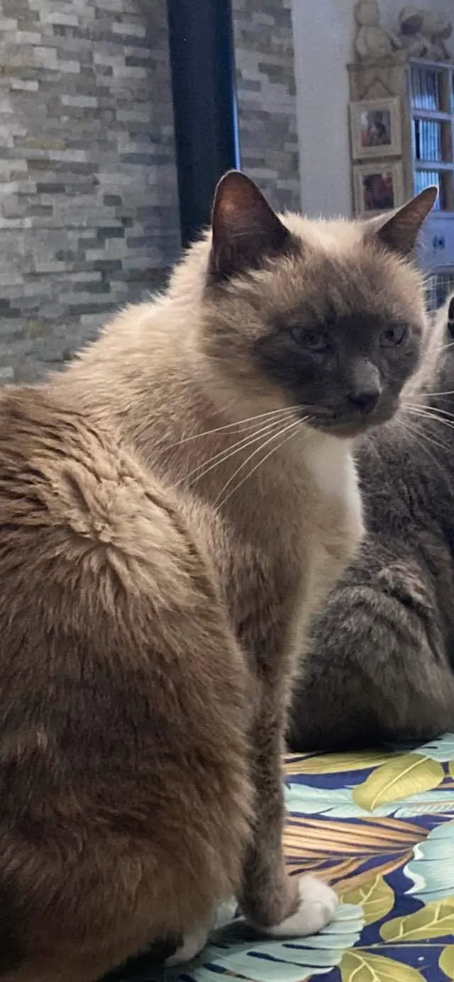 Chat Perdu 17 Charente-Maritime - Romeo Chat Perdu 17 Charente-Maritime - Romeo