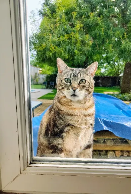 chat lost   17100 Saintes Ronron