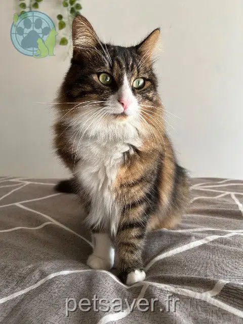 chat lost   17600 Balanzac Rooky