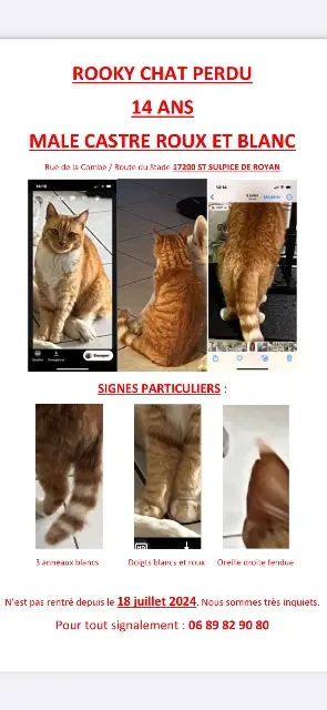 chat lost   17200 Saint-Sulpice-de-Royan Rooky