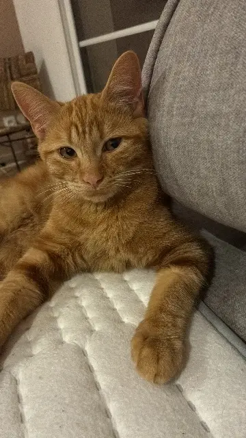 chat lost   17340 Yves Rouxy